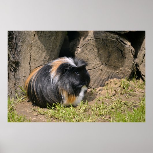 Guinese varken poster (Voorkant)