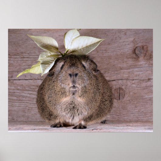 Guinese varken poster (Voorkant)