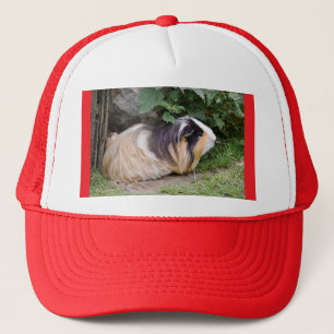 Guinese varken trucker pet