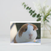 Guinese varkens buiten briefkaart (Staand voorkant)