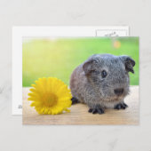 Guinese varkensgele bloem briefkaart (Voorkant / Achterkant)