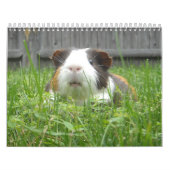Guinese varkenskalander kalender (Hoes)