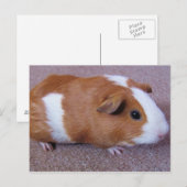 Guinese varkenspostkaart briefkaart (Voorkant / Achterkant)