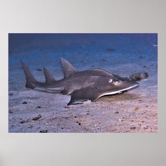 Guitar Shark Poster (Voorkant)