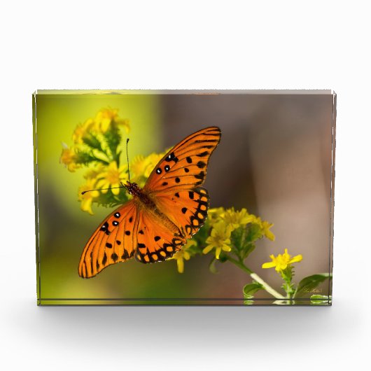 Gulf Fritillary aka Passion Butterfly on Goldenrod Fotoblokken (Voorkant)