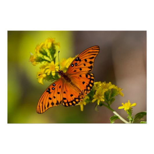 Gulf Fritillary aka Passion Butterfly on Goldenrod Perfect Poster (Voorkant)