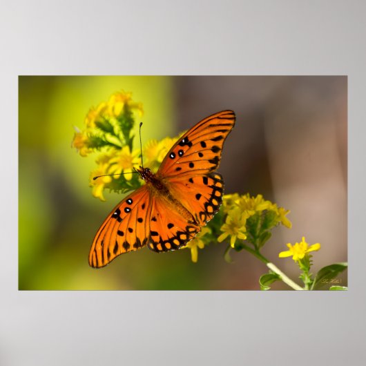 Gulf Fritillary aka Passion Butterfly on Goldenrod Poster (Voorkant)