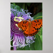 Gulf Fritillary Art Poster -24x36 - andere maten (Voorkant)