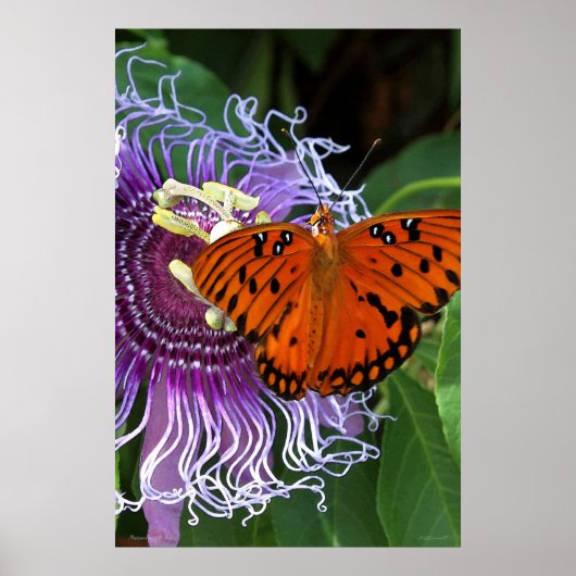Gulf Fritillary Art Poster -24x36 - andere maten (Voorkant)