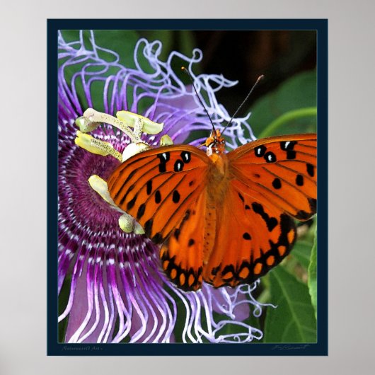 Gulf Fritillary Art Print -20x24 - of kleiner (Voorkant)