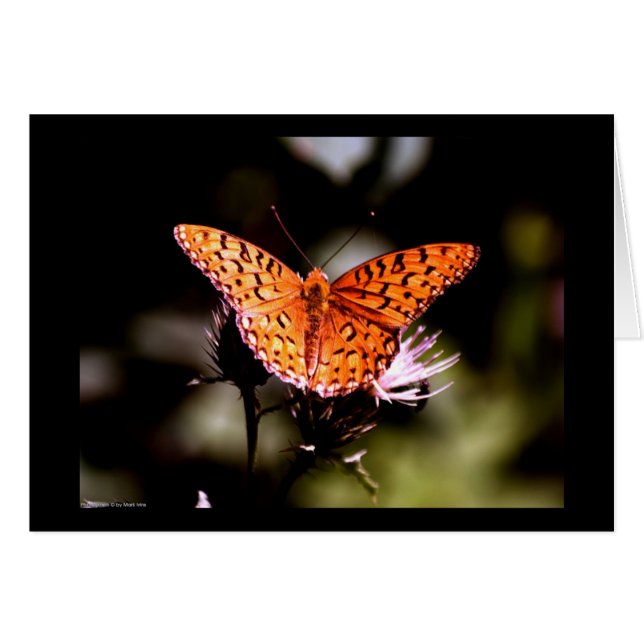 Gulf Fritillary Butterfly (Voorkant Horizontaal)