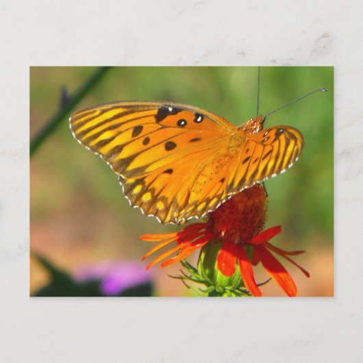 Gulf Fritillary Butterfly and Red Flower Briefkaart (Voorkant)