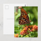 Gulf Fritillary Butterfly Briefkaart (Voorkant / Achterkant)
