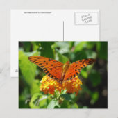 Gulf Fritillary Butterfly Briefkaart (Voorkant / Achterkant)