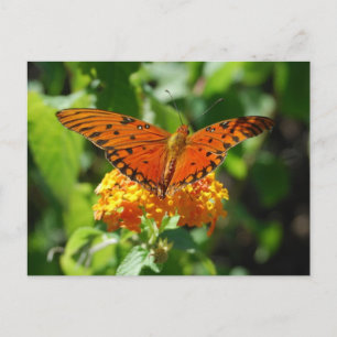 Gulf Fritillary Butterfly Briefkaart