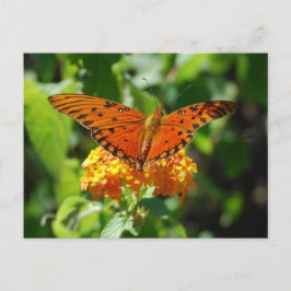 Gulf Fritillary Butterfly Briefkaart