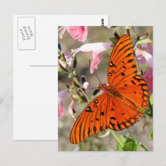Gulf Fritillary Butterfly Briefkaart (Voorkant / Achterkant)