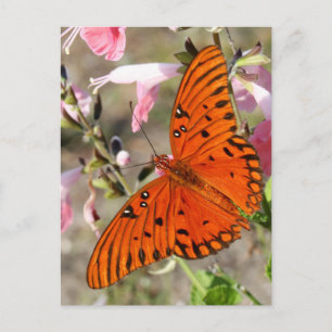 Gulf Fritillary Butterfly Briefkaart