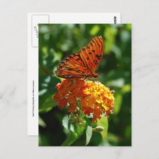 Gulf Fritillary Butterfly Briefkaart (Voorkant / Achterkant)