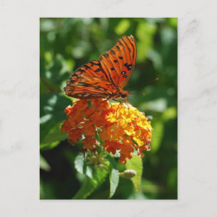 Gulf Fritillary Butterfly Briefkaart