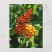 Gulf Fritillary Butterfly Briefkaart (Voorkant)