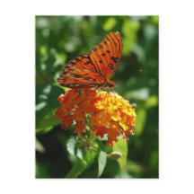 Gulf Fritillary Butterfly Briefkaart