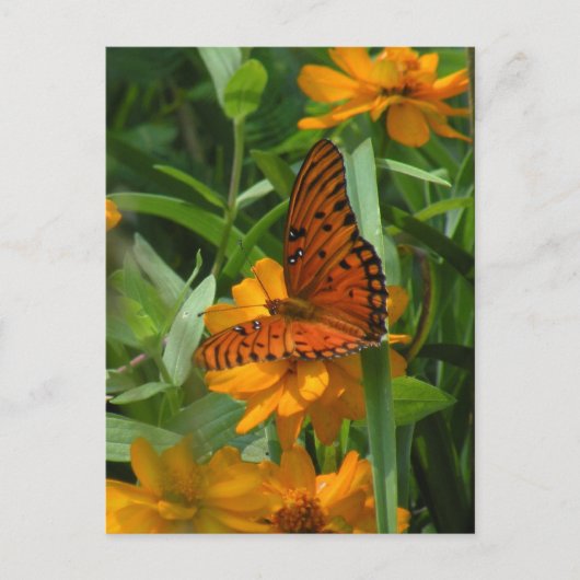 Gulf Fritillary Butterfly Briefkaart (Voorkant)