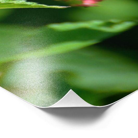 Gulf Fritillary Butterfly Foto Afdruk (Hoek)