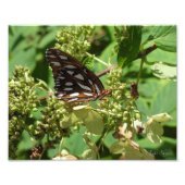 Gulf Fritillary Butterfly Foto Afdruk (Voorkant)