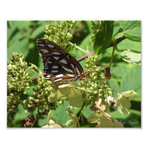Gulf Fritillary Butterfly Foto Afdruk