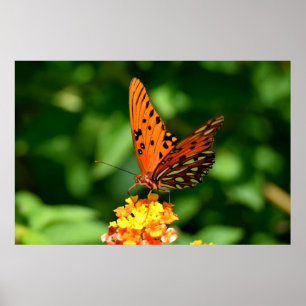 Gulf Fritillary Butterfly Poster