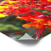 GULF FRITILLARY BUTTERFLY POSTER (Hoek)