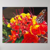 GULF FRITILLARY BUTTERFLY POSTER (Voorkant)