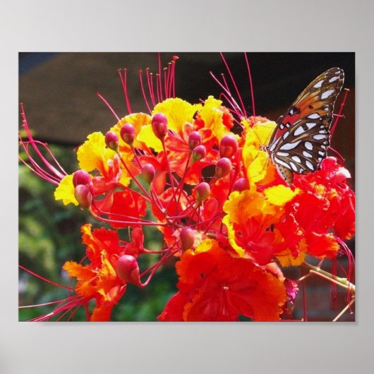 GULF FRITILLARY BUTTERFLY POSTER (Voorkant)