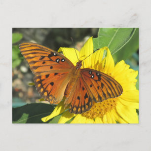 Gulf Fritillary Butterfly rusten op Sunflower Briefkaart