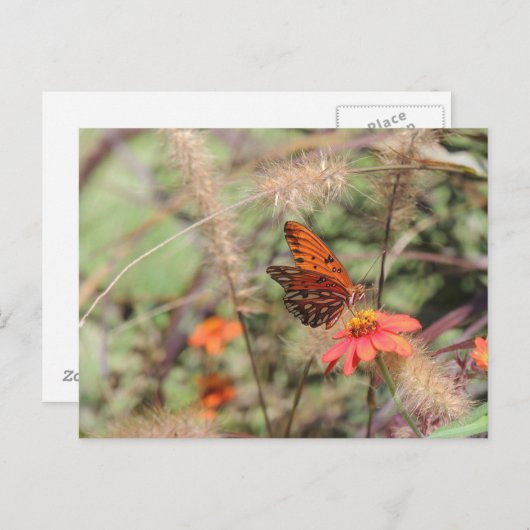 Gulf Fritillary on Zinnia Briefkaart (Voorkant / Achterkant)