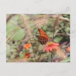 Gulf Fritillary on Zinnia Briefkaart