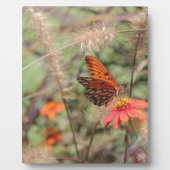 Gulf Fritillary on Zinnia Fotoplaat (Voorkant)