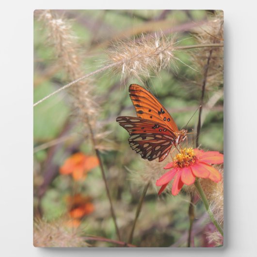 Gulf Fritillary on Zinnia Fotoplaat (Voorkant)