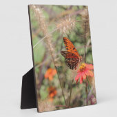 Gulf Fritillary on Zinnia Fotoplaat (Zijkant)
