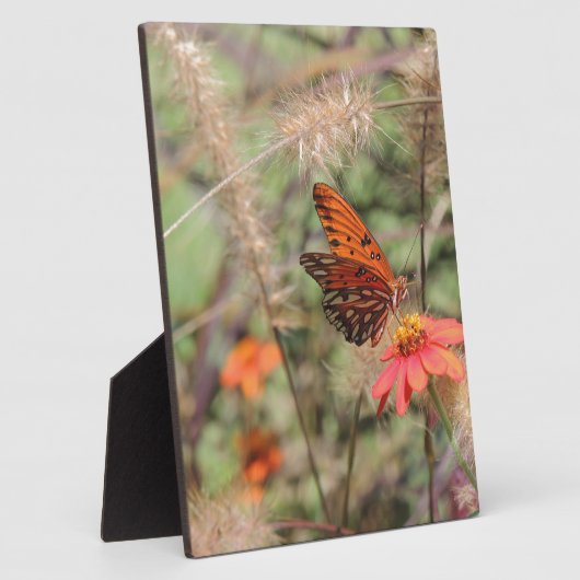 Gulf Fritillary on Zinnia Fotoplaat (Zijkant)