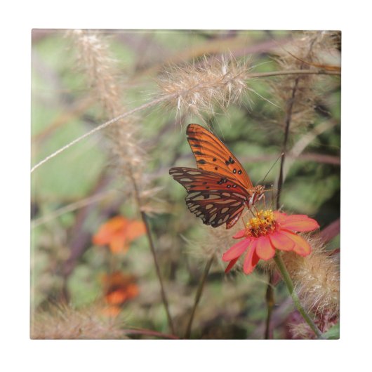Gulf Fritillary on Zinnia Tegeltje (Voorkant)