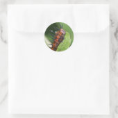 Gulf Fritillary Vlinder Caterpillar Stickers (Tas)