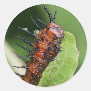 Gulf Fritillary Vlinder Caterpillar Stickers