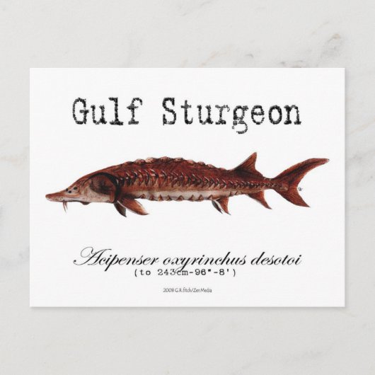 Gulf-White-Briefkaart Briefkaart (Voorkant)