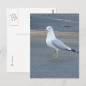 Gull Briefkaart (Voorkant / Achterkant)