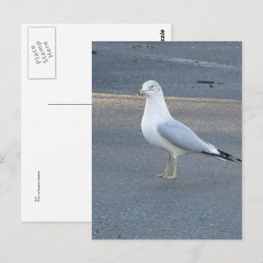 Gull Briefkaart (Voorkant / Achterkant)