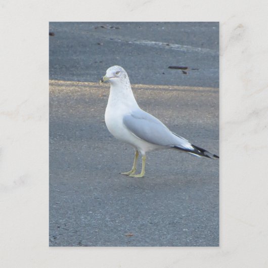 Gull Briefkaart (Voorkant)