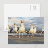 Gull Gang Briefkaart (Voorkant / Achterkant)