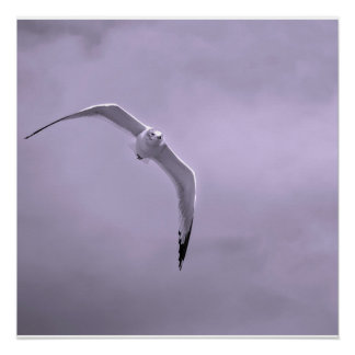 Gull in flight black and white perfect poster